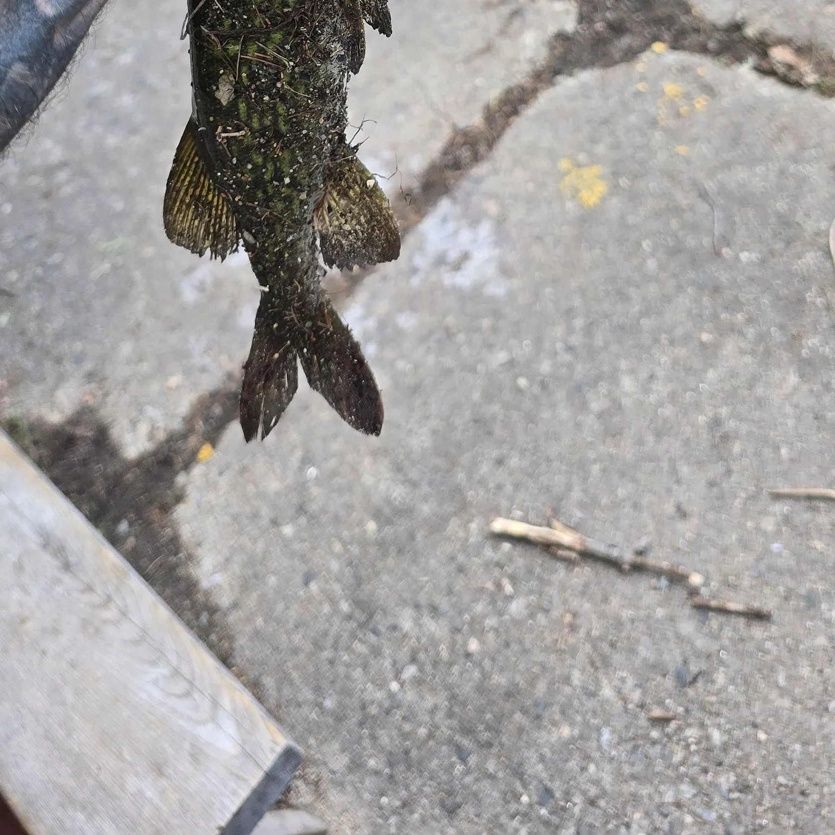 Chain pickerel caught on Fishbrain
