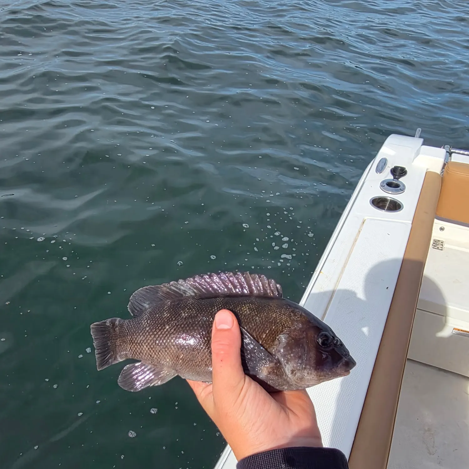 Tautog caught on Fishbrain