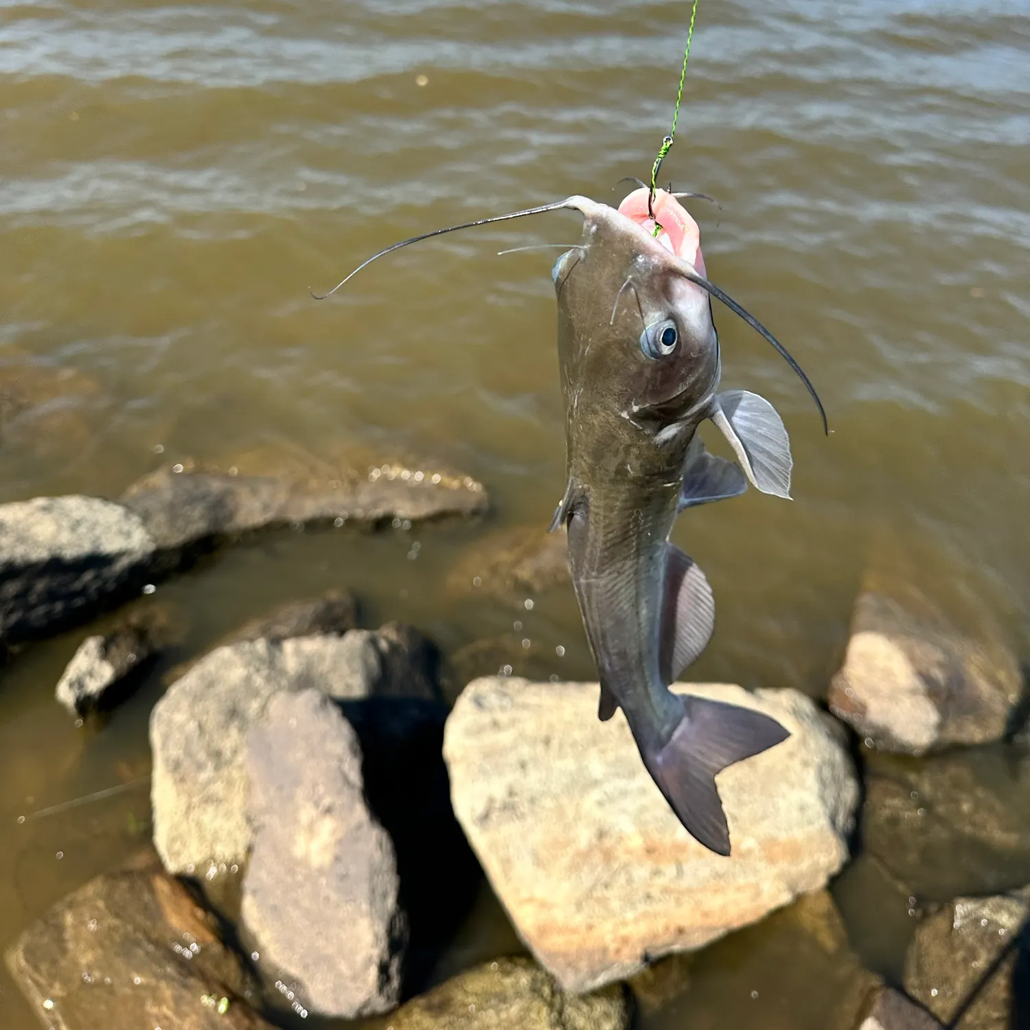 Channel catfish caught on Fishbrain