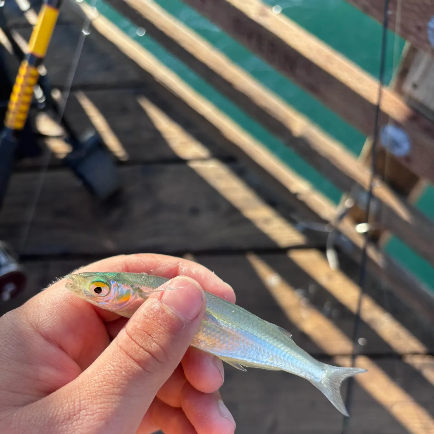 The most recent Topsmelt silverside catches on Fishbrain