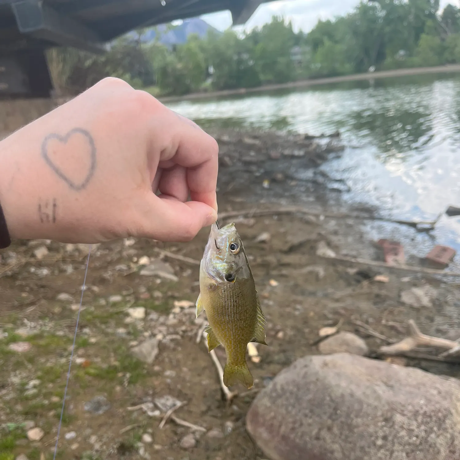 Bluegill caught on Fishbrain