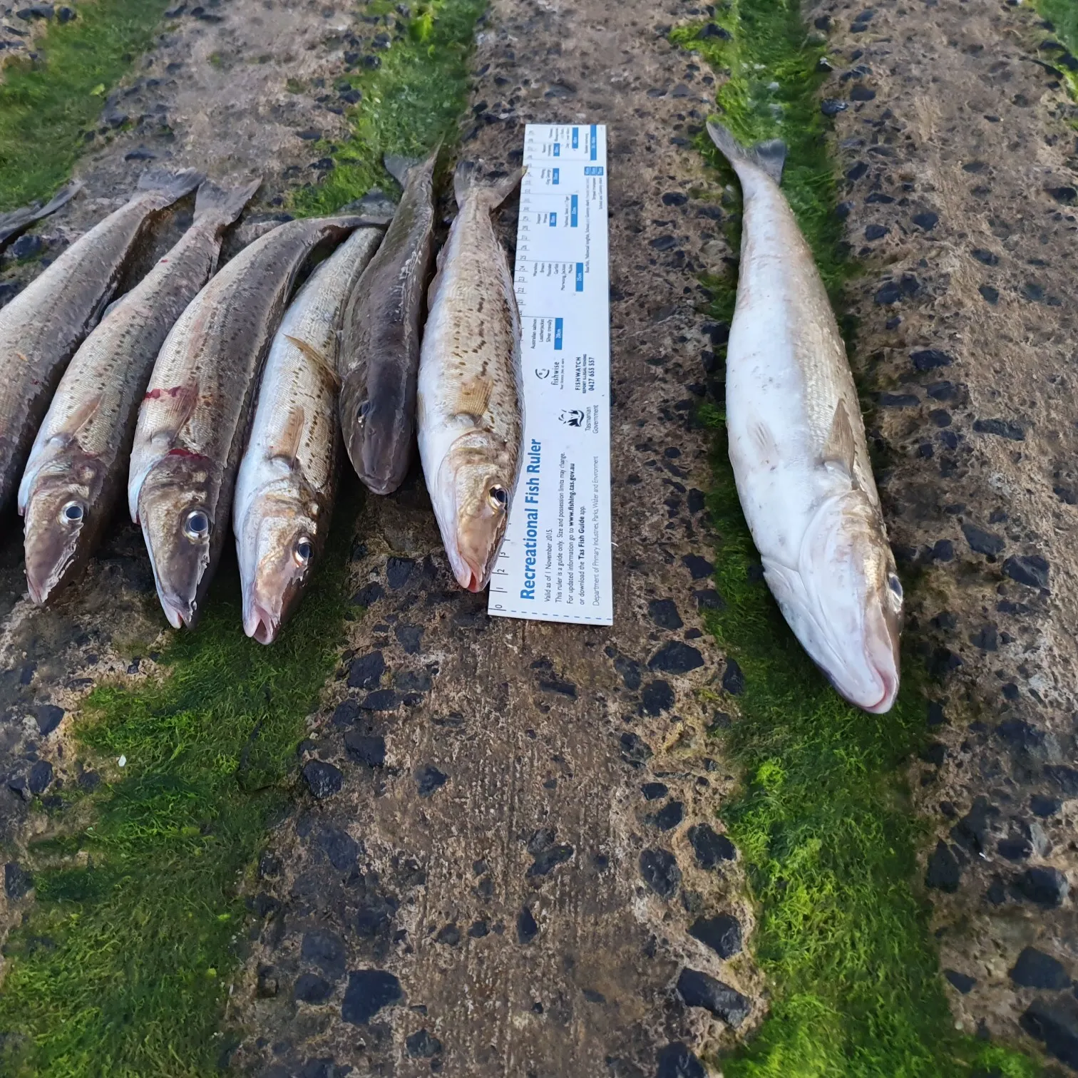 recently logged catches