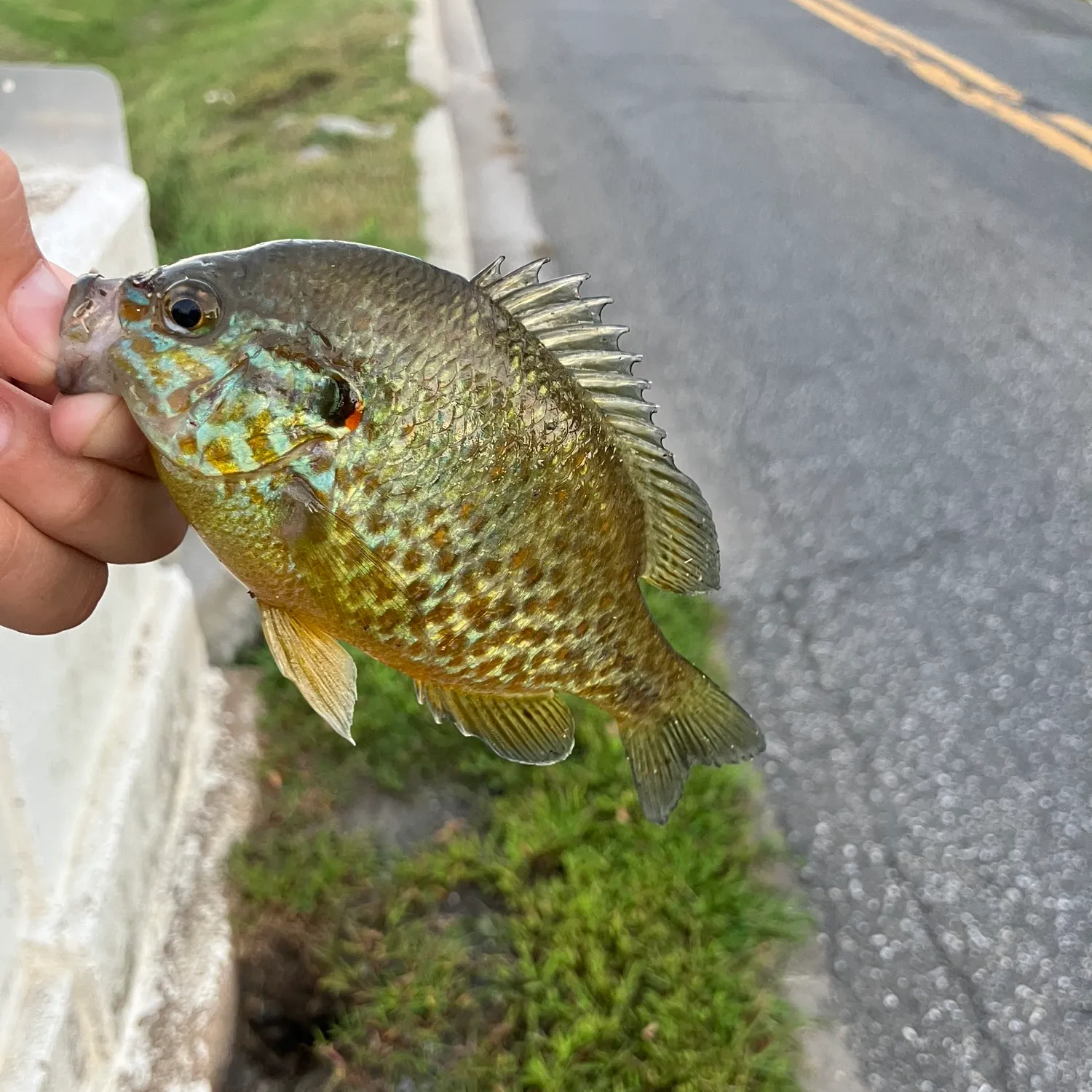 Pumpkinseed caught on Fishbrain