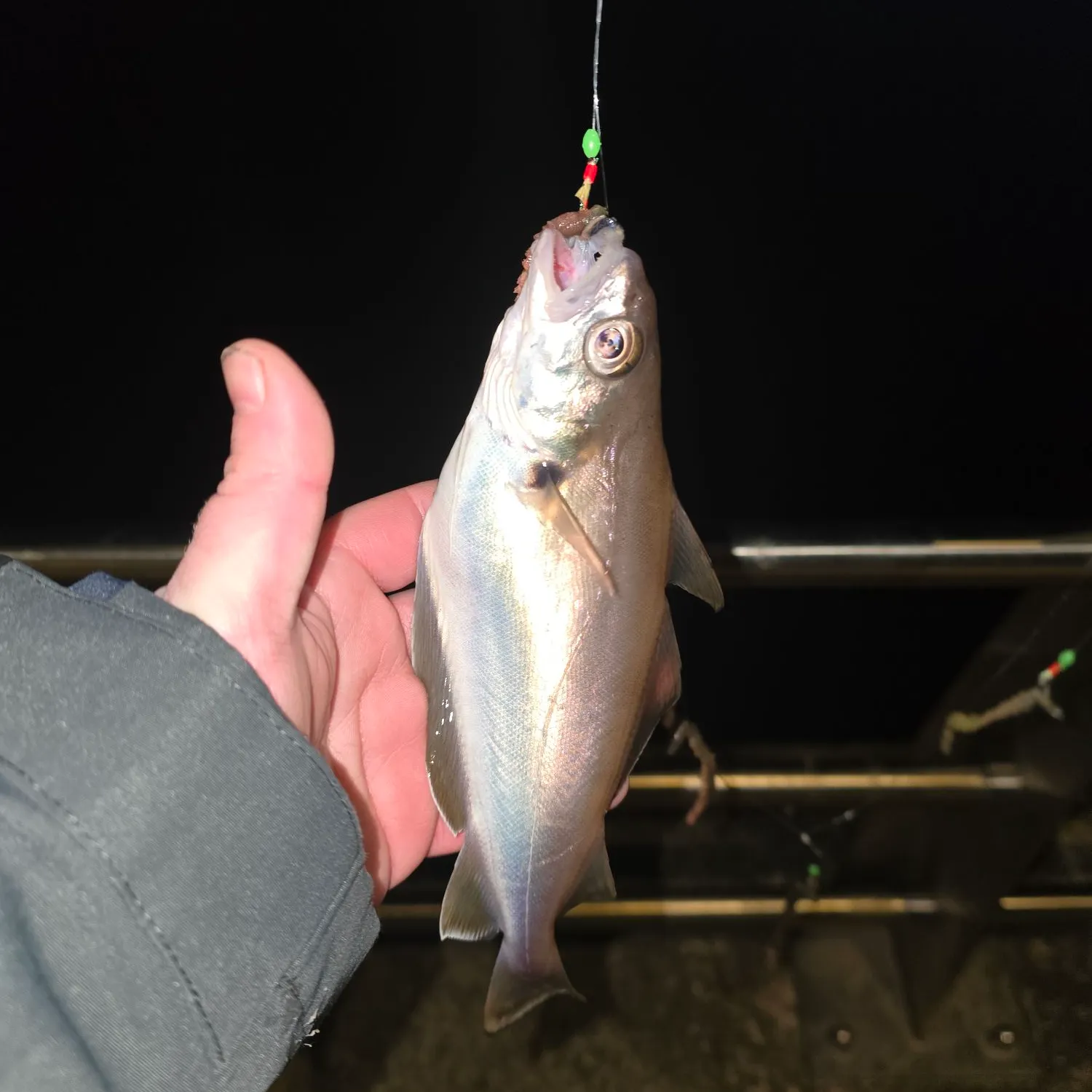 The most recent Pouting catches on Fishbrain