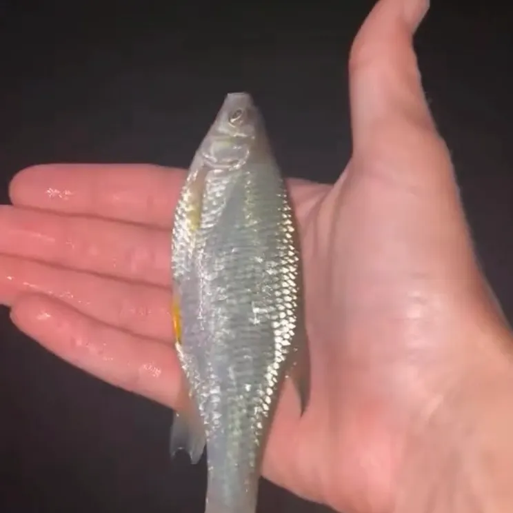 Golden shiner caught on Fishbrain