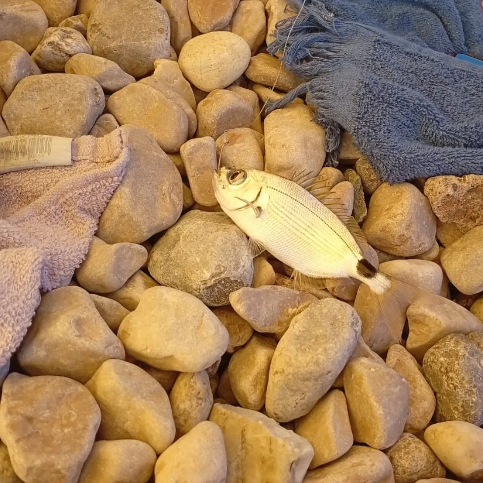 The most recent Saddled seabream catches on Fishbrain