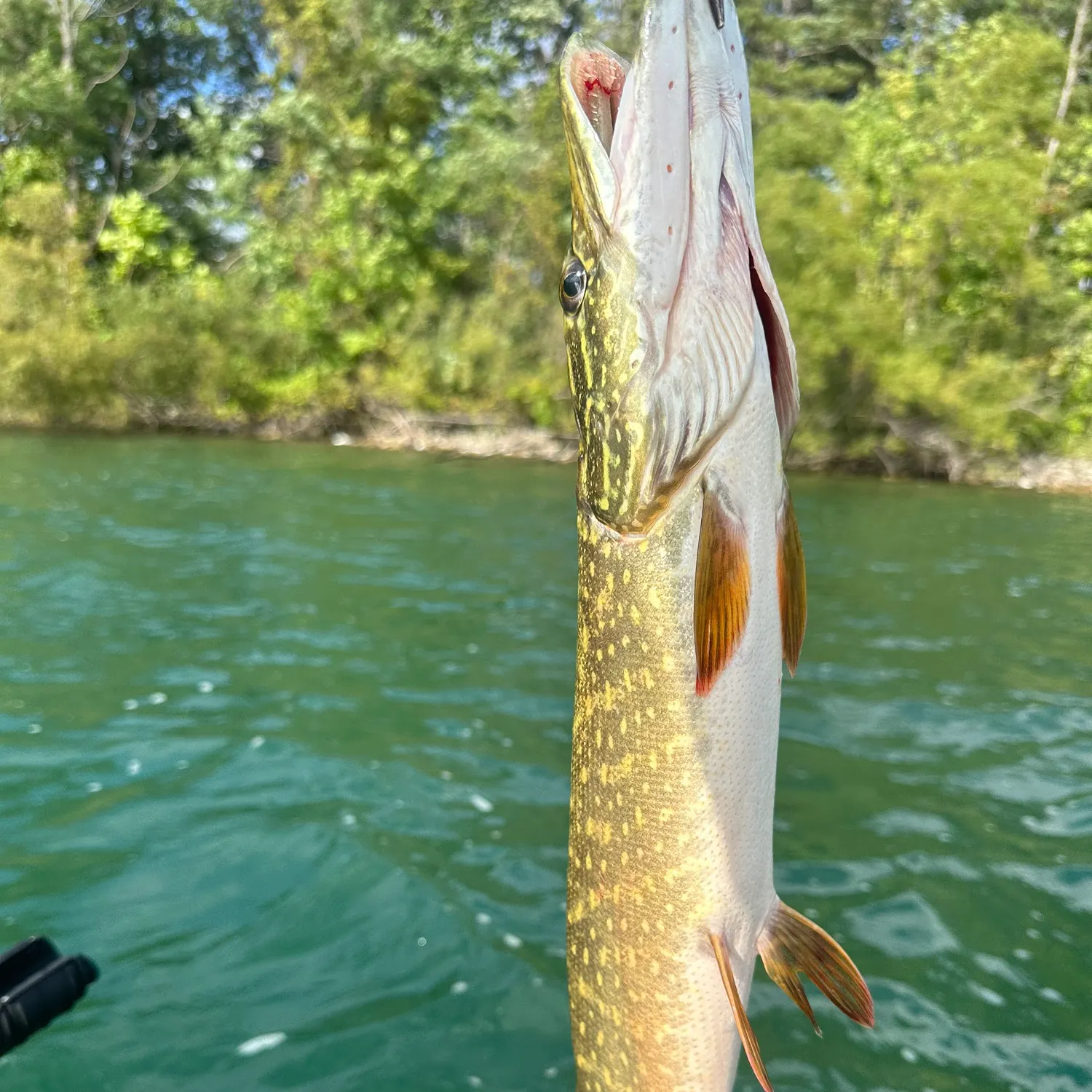Northern pike caught on Fishbrain
