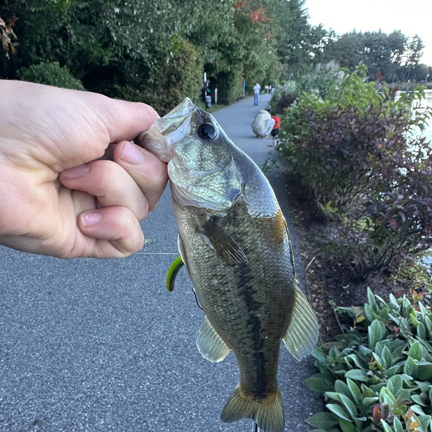 catch