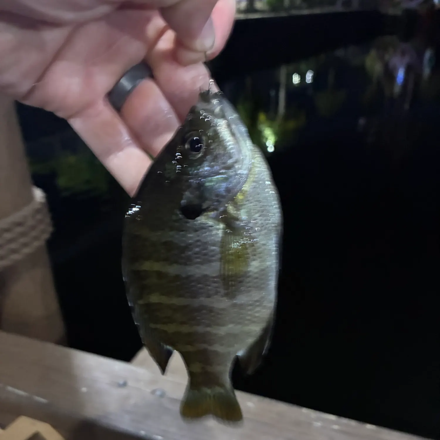 Bluegill caught on Fishbrain