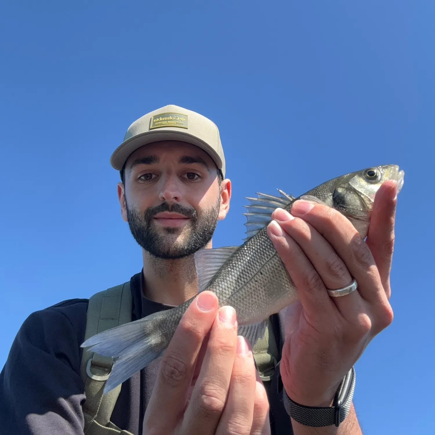 European seabass caught on Fishbrain