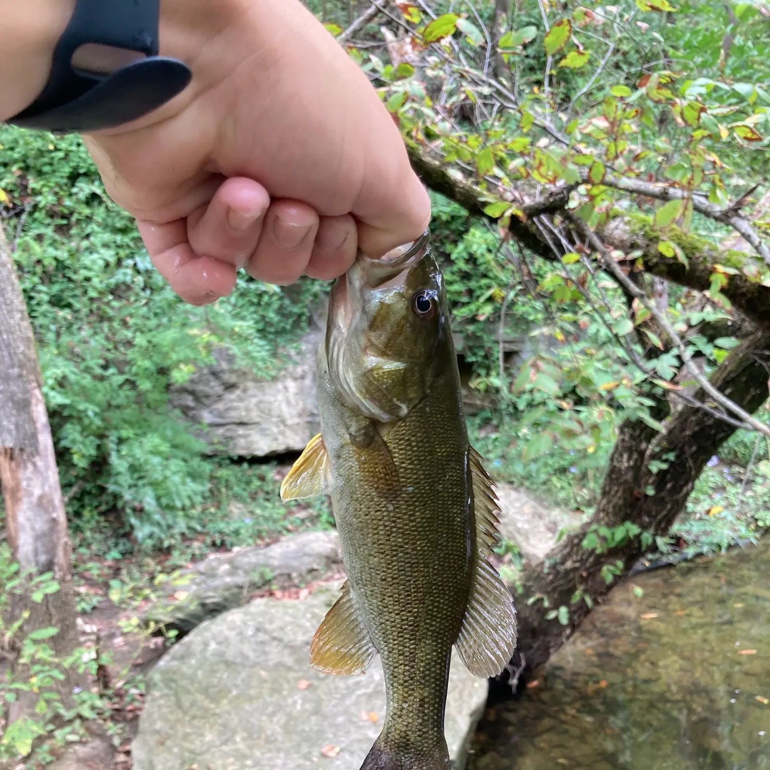 Smallmouth bass caught on Fishbrain