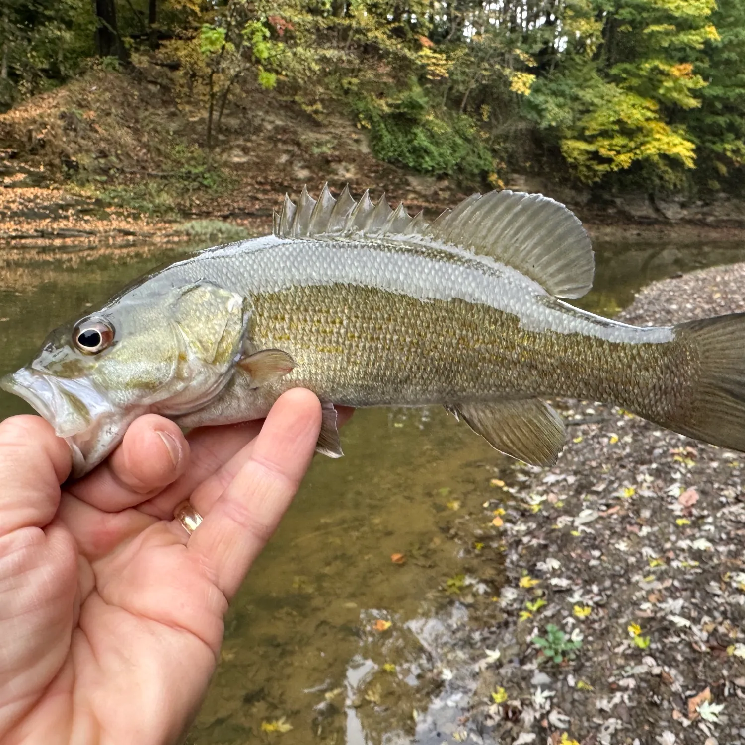 Smallmouth bass caught on Fishbrain
