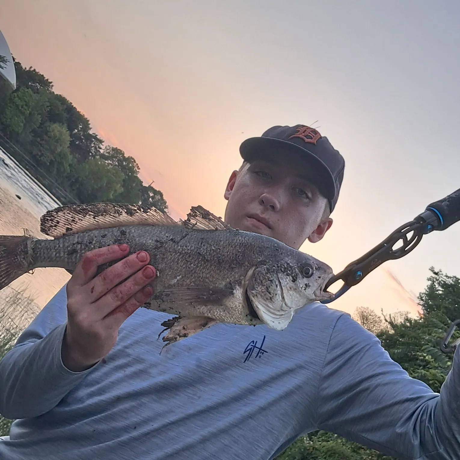Freshwater drum caught on Fishbrain