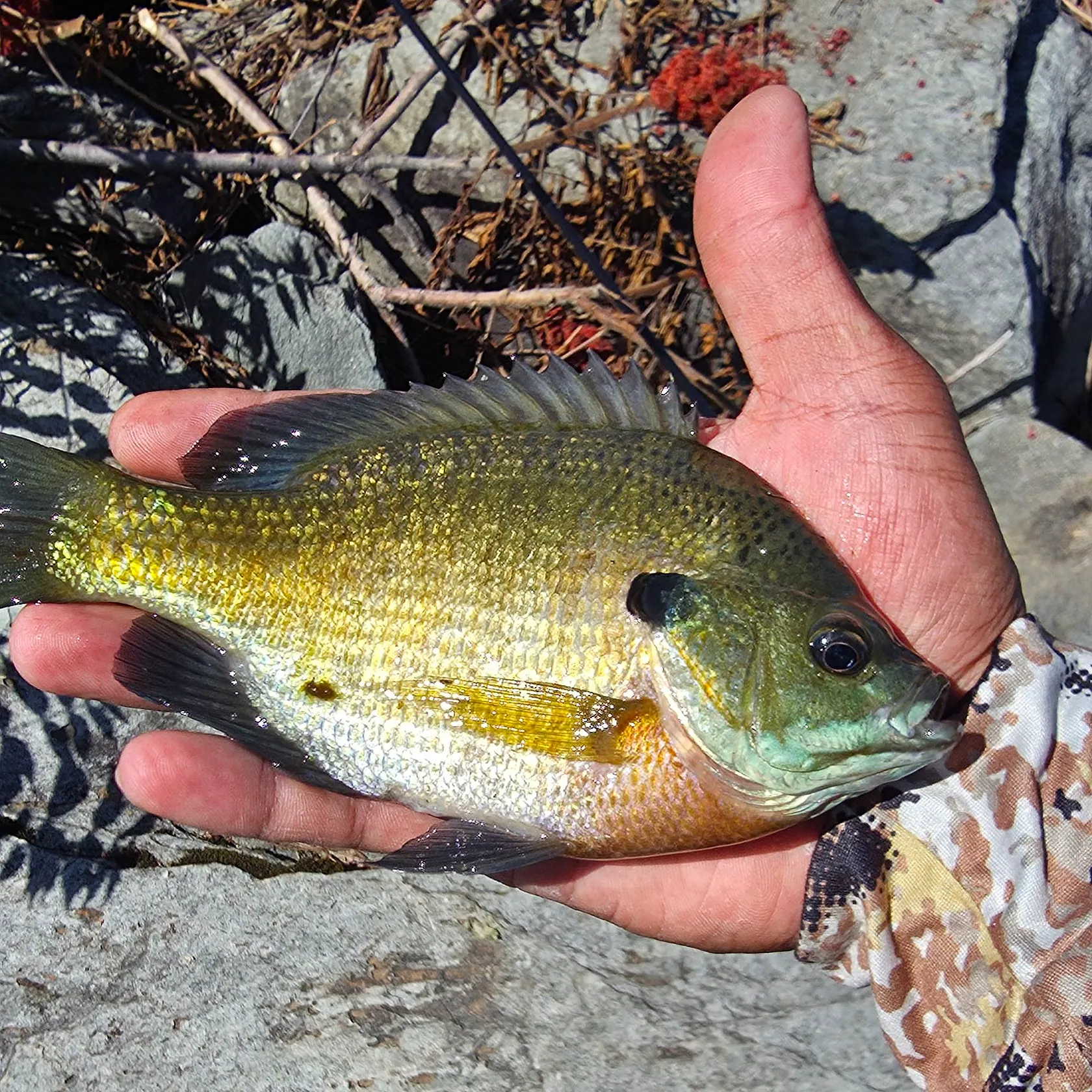 Bluegill caught on Fishbrain
