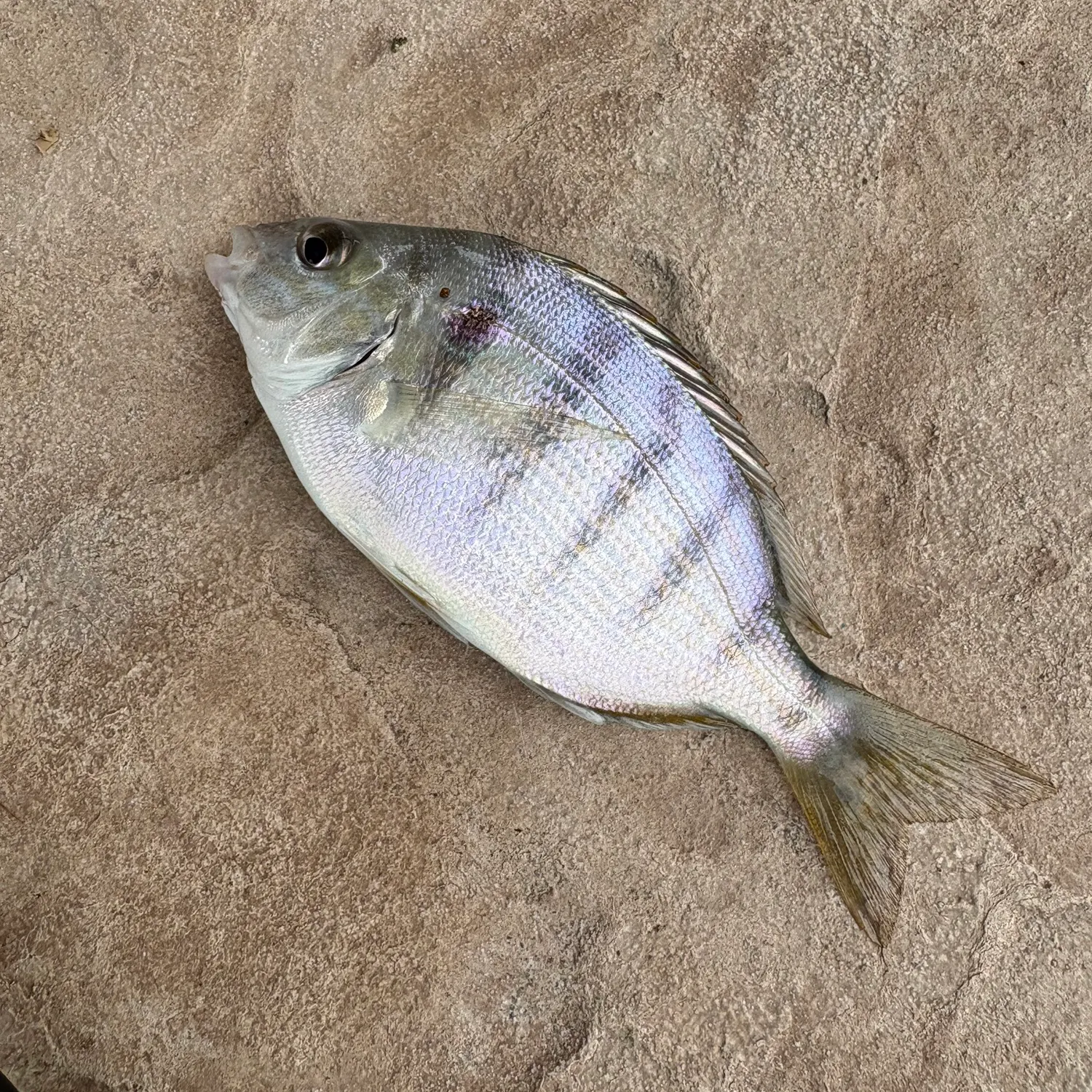 The most recent Silver surfperch catches on Fishbrain