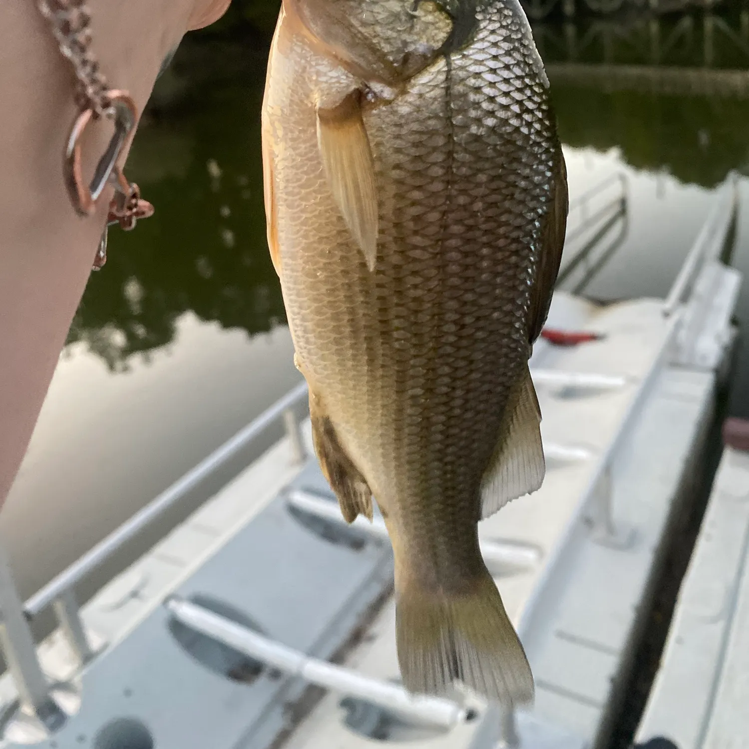 White perch caught on Fishbrain