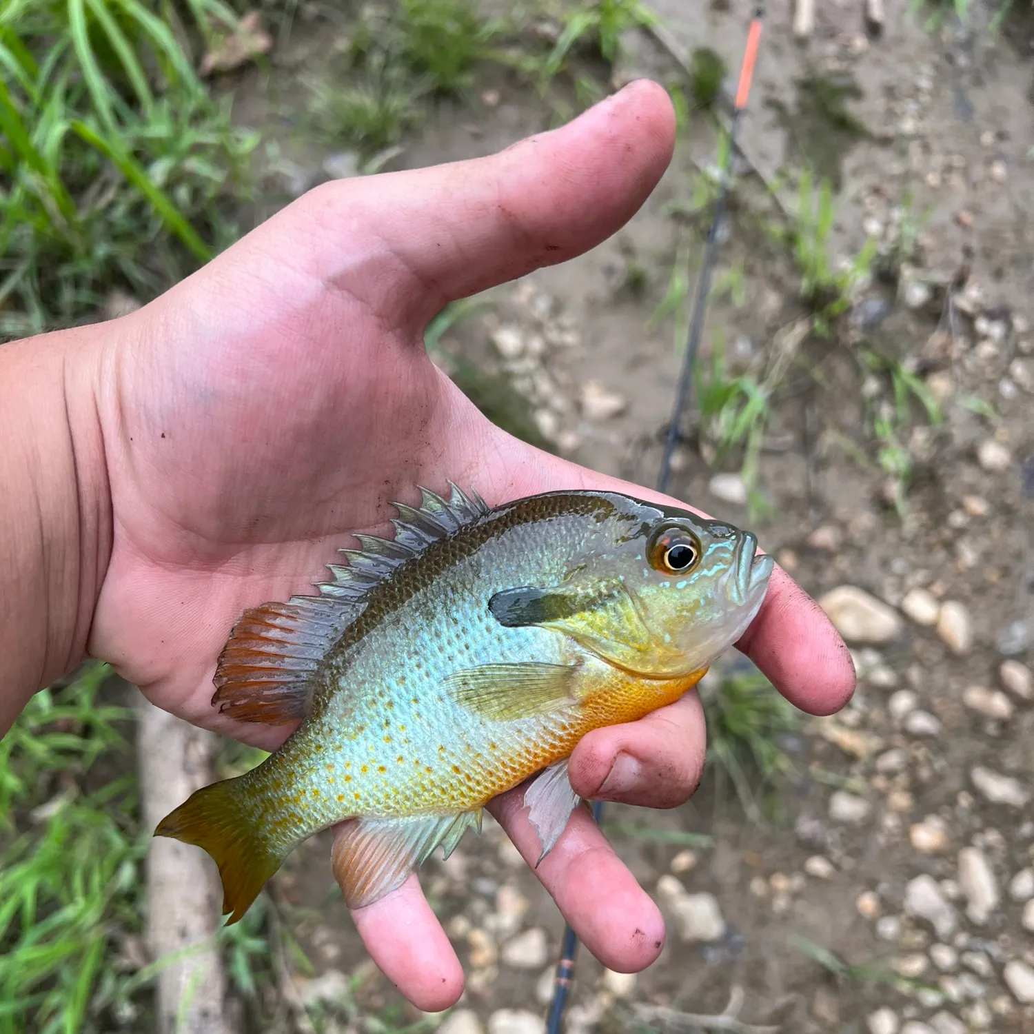 Redbreast sunfish caught on Fishbrain