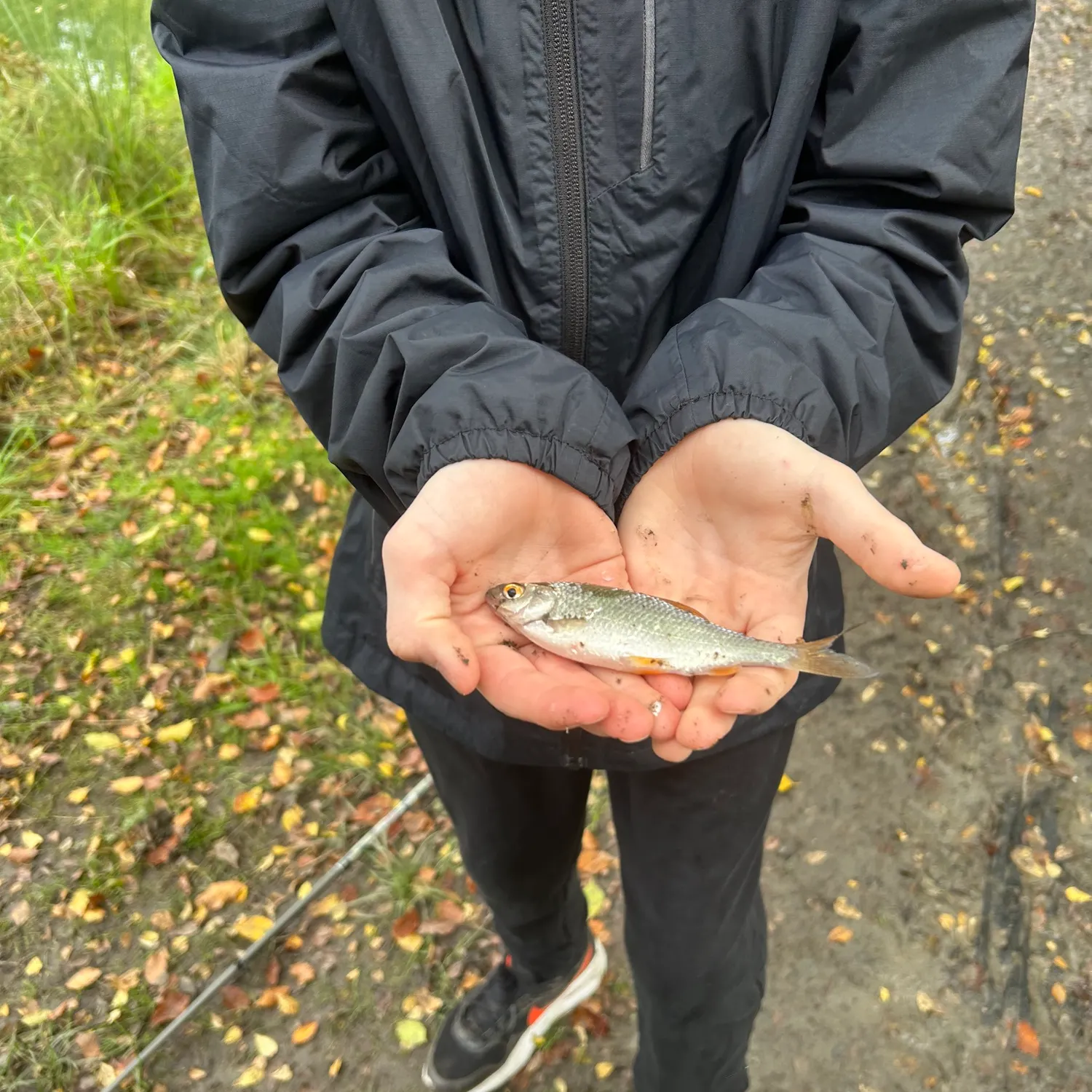 Common roach caught on Fishbrain