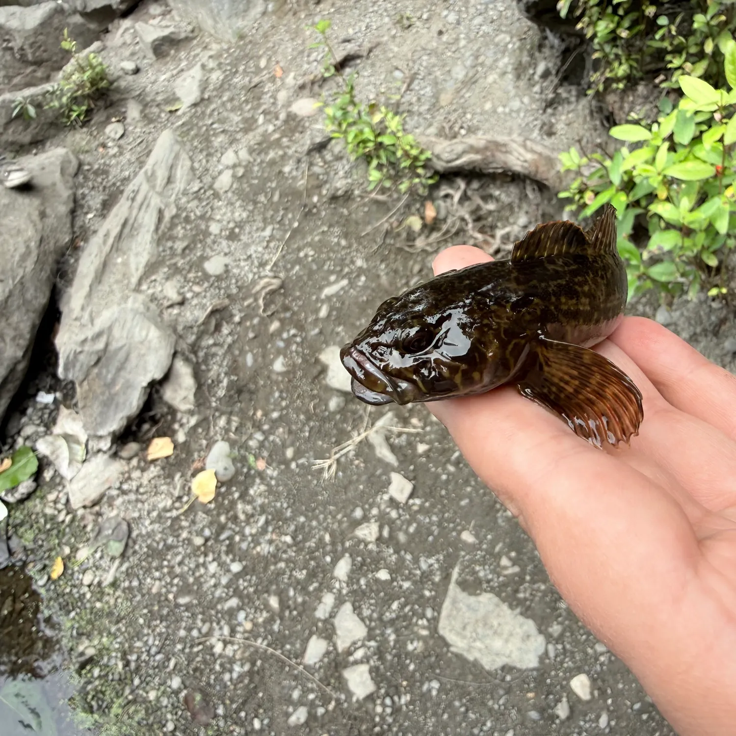 Mottled sculpin caught on Fishbrain