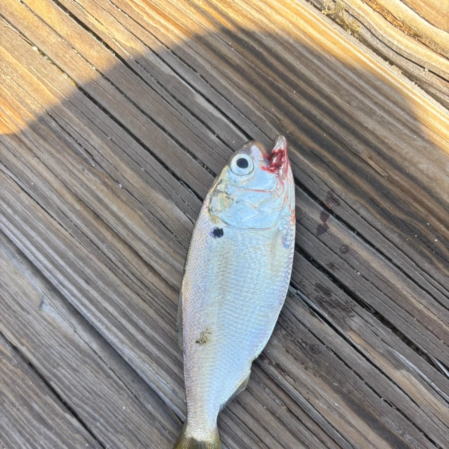Gulf menhaden caught on Fishbrain