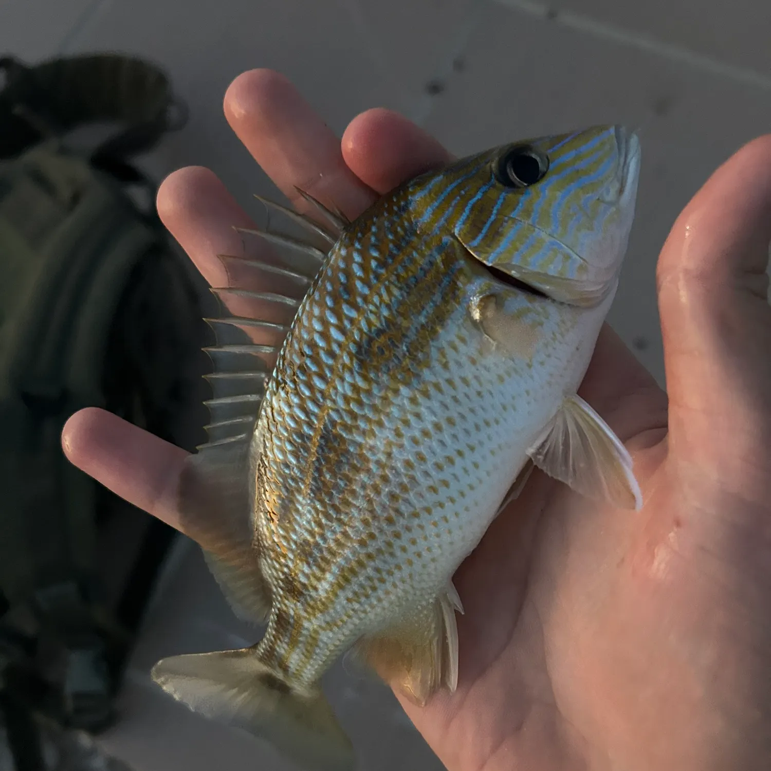 catch