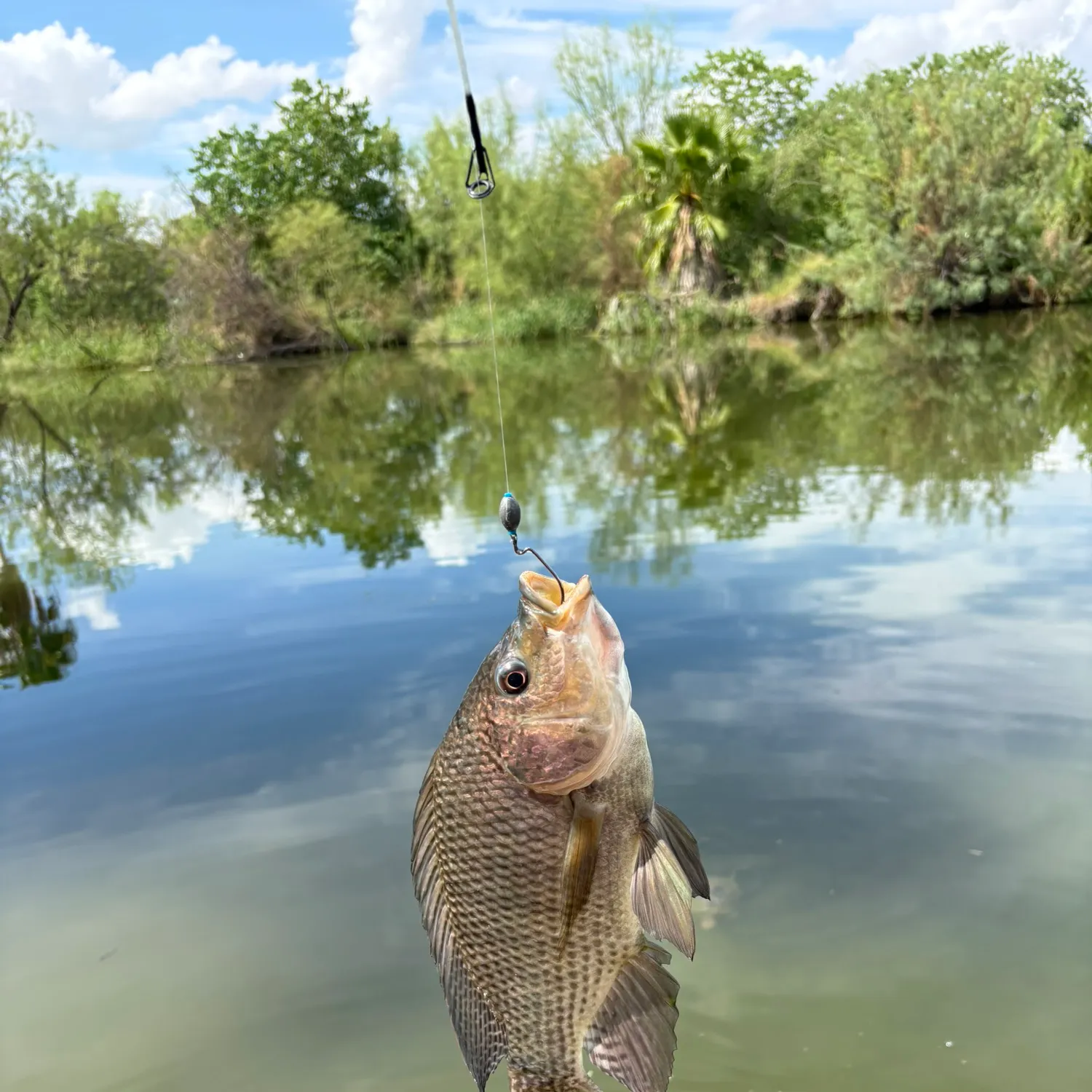 Nile tilapia caught on Fishbrain