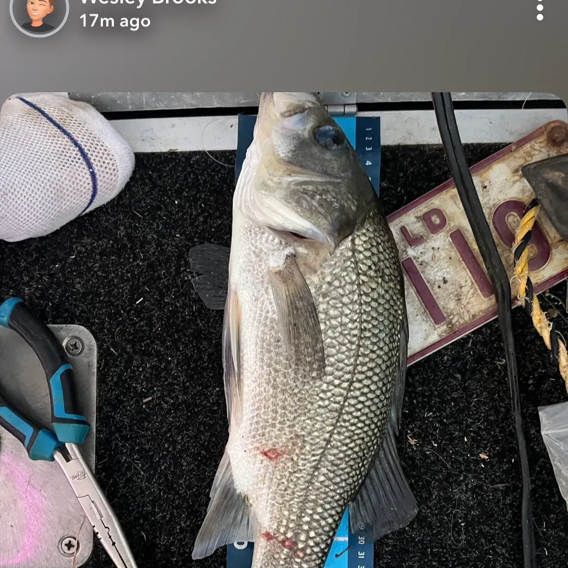 recently logged catches