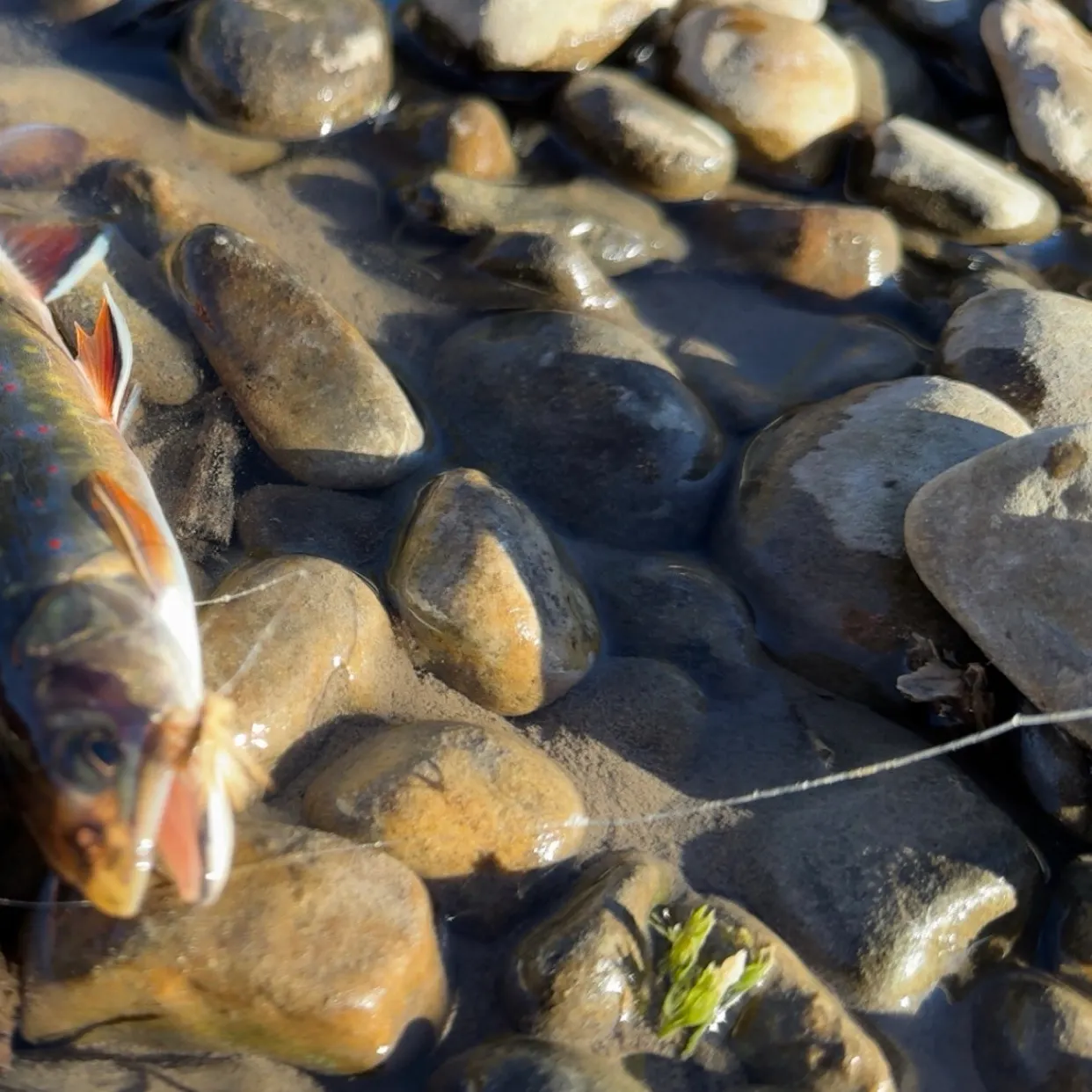 Brook trout caught on Fishbrain