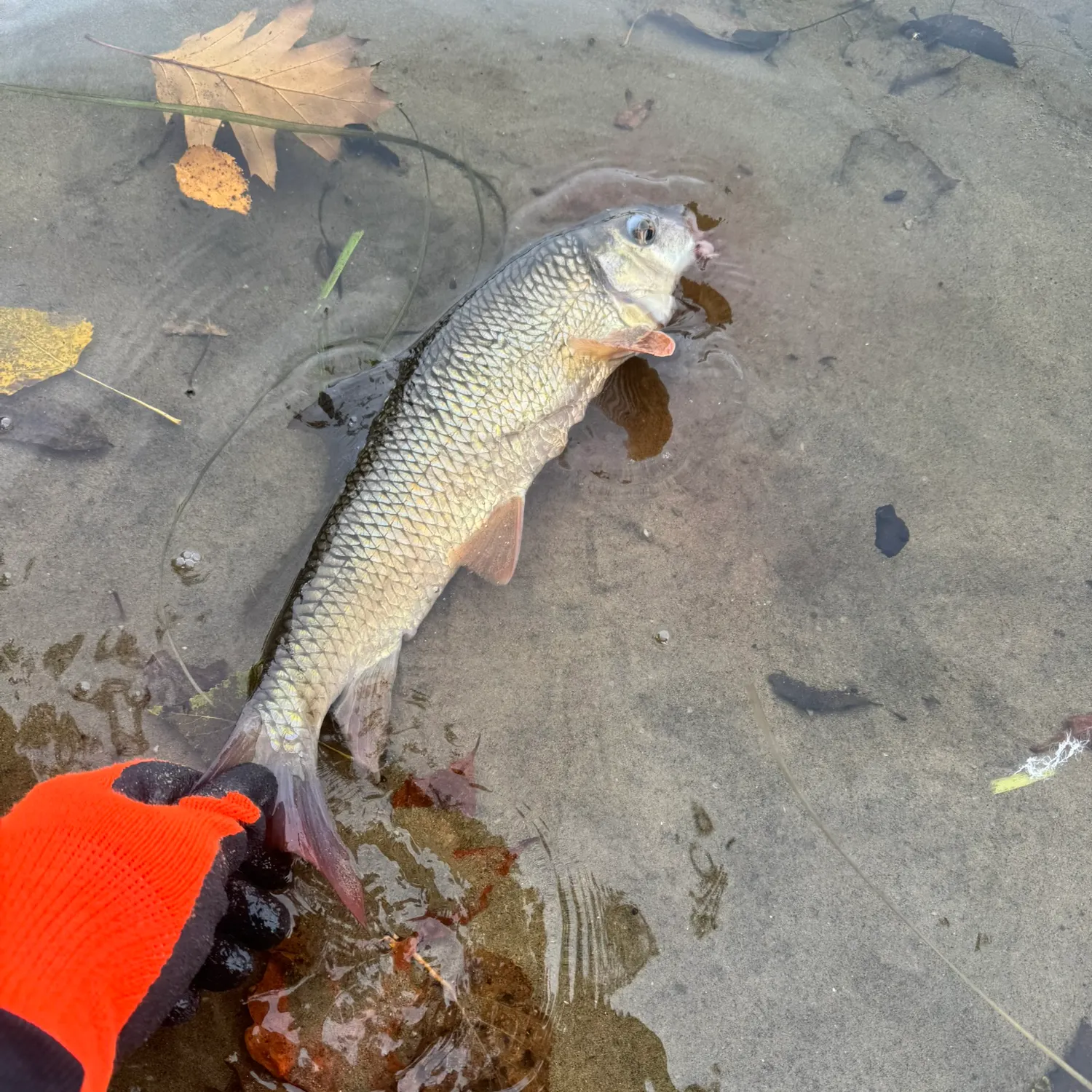 Shorthead redhorse caught on Fishbrain