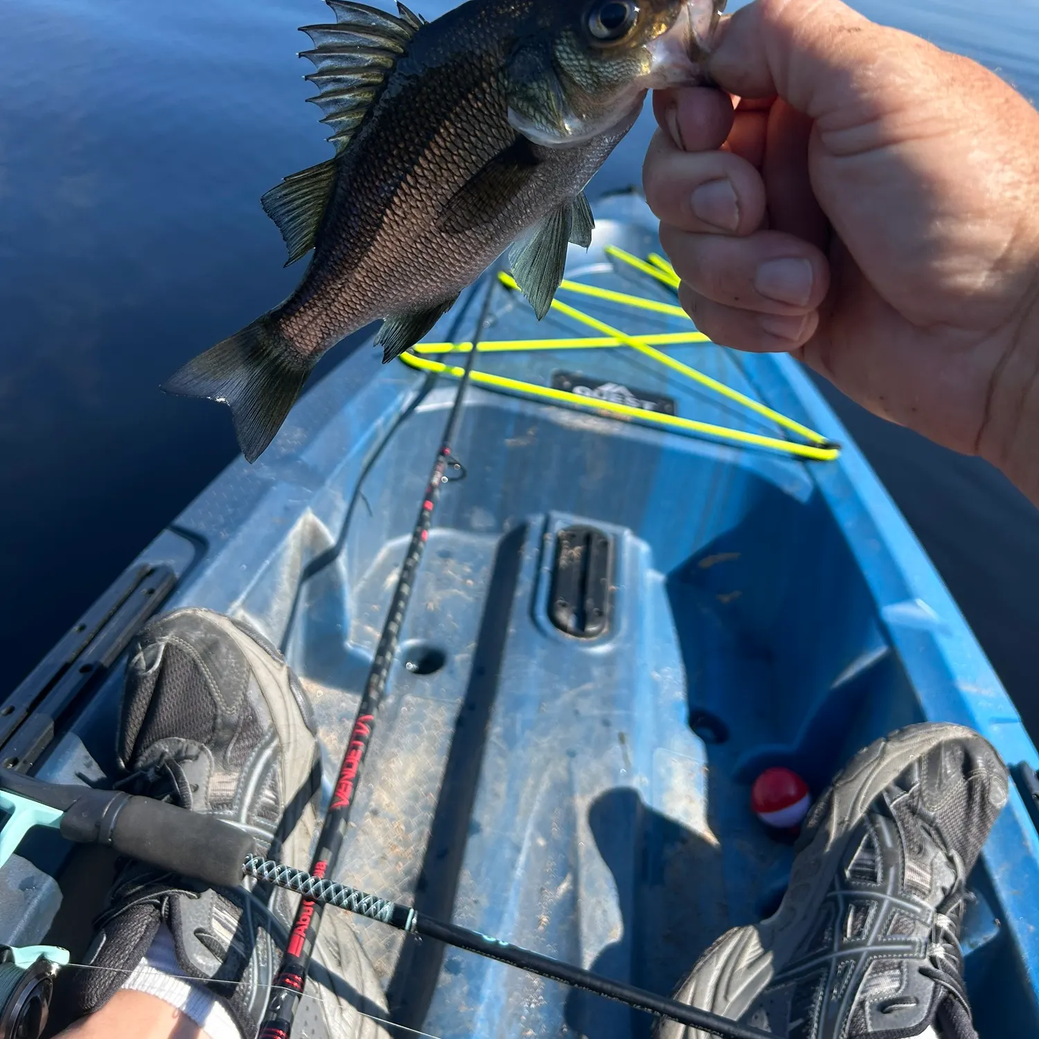 White perch caught on Fishbrain