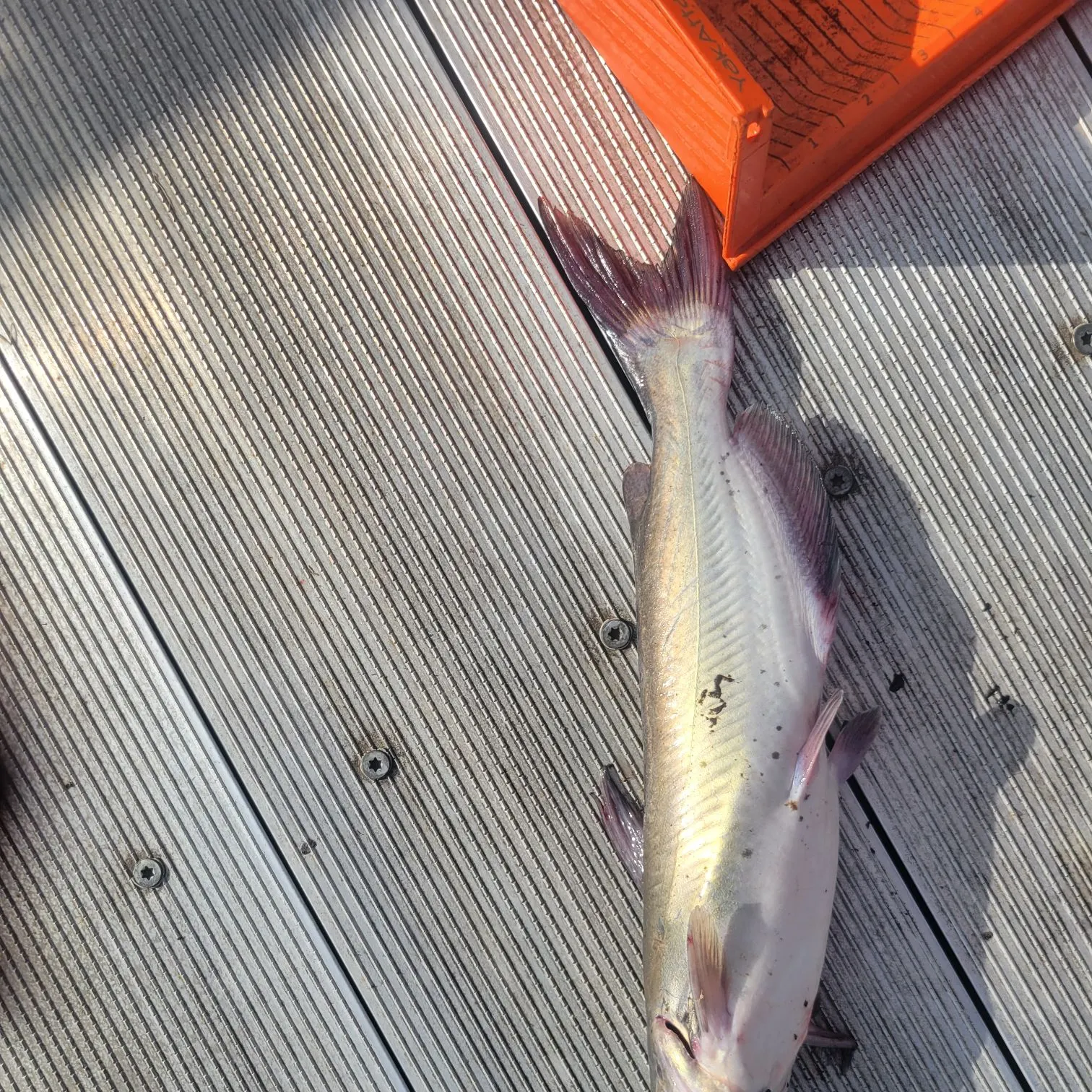 Channel catfish caught on Fishbrain