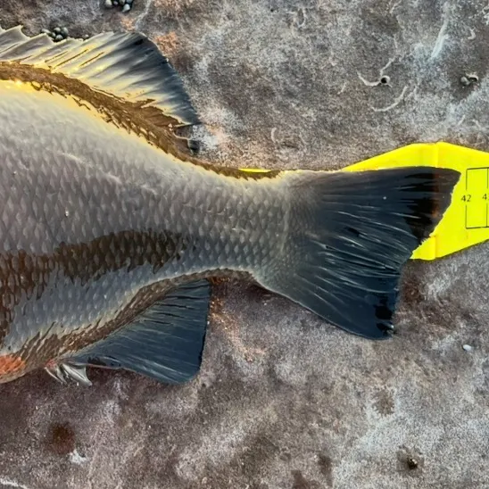 The most recent Black drummer catches on Fishbrain