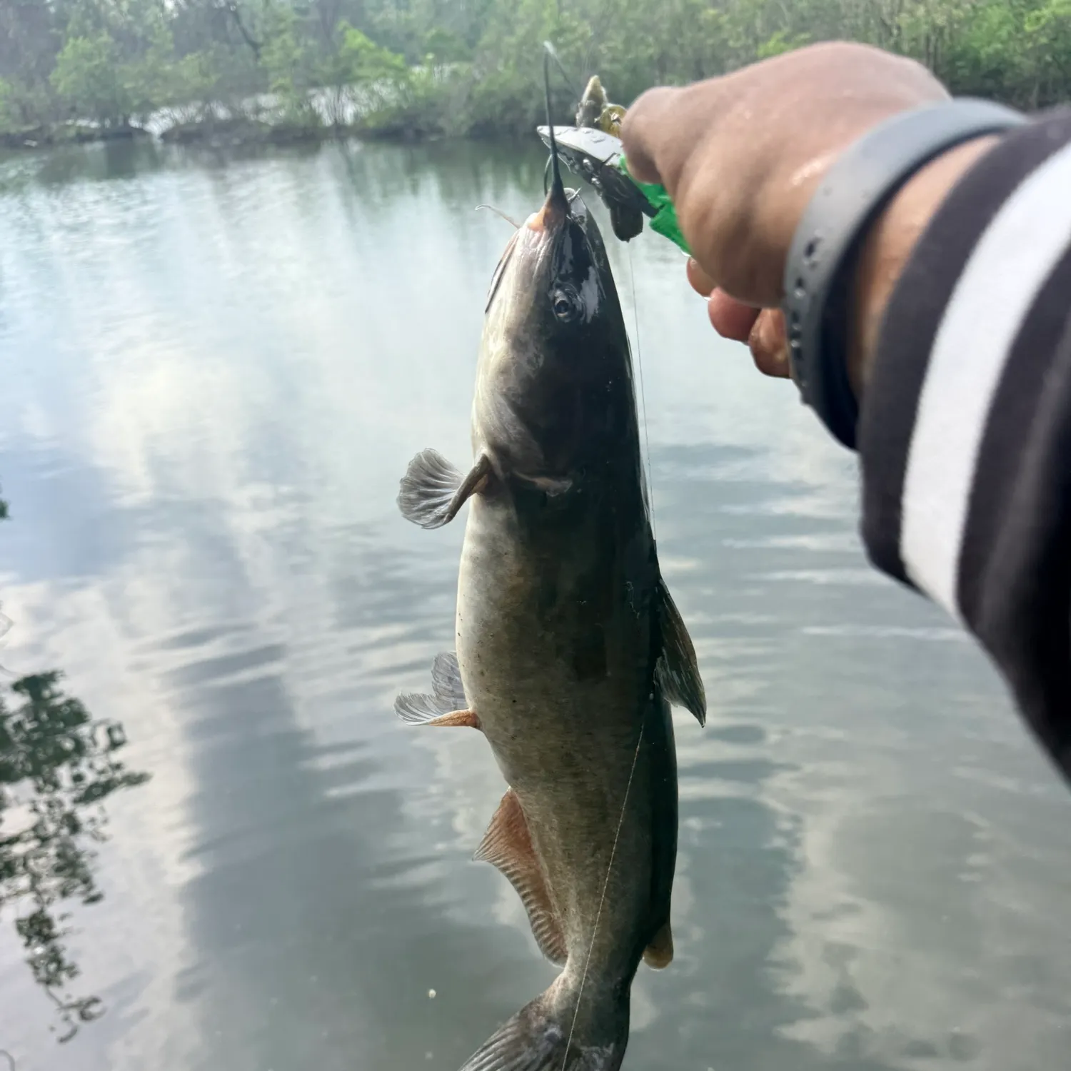 catch