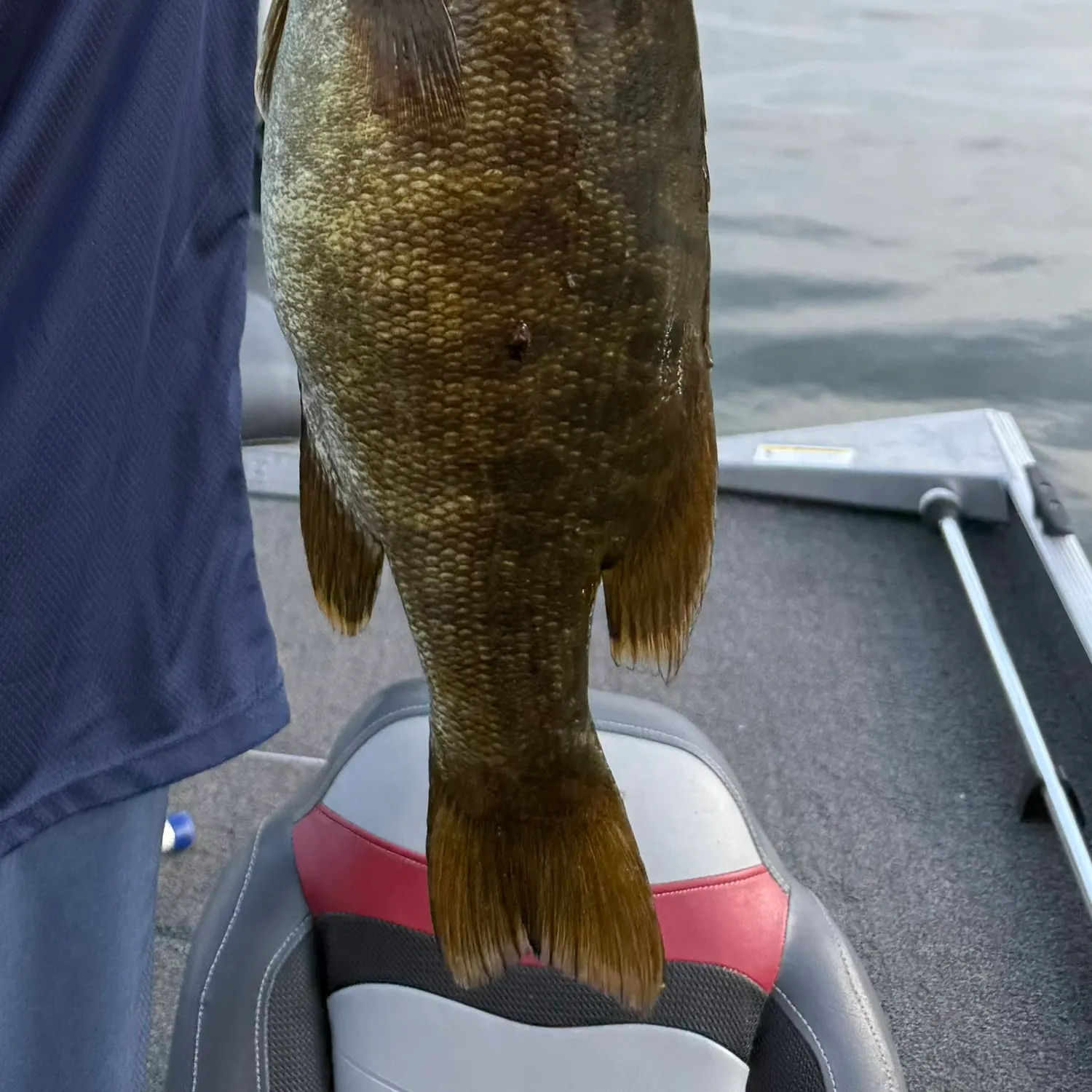 Smallmouth bass caught on Fishbrain