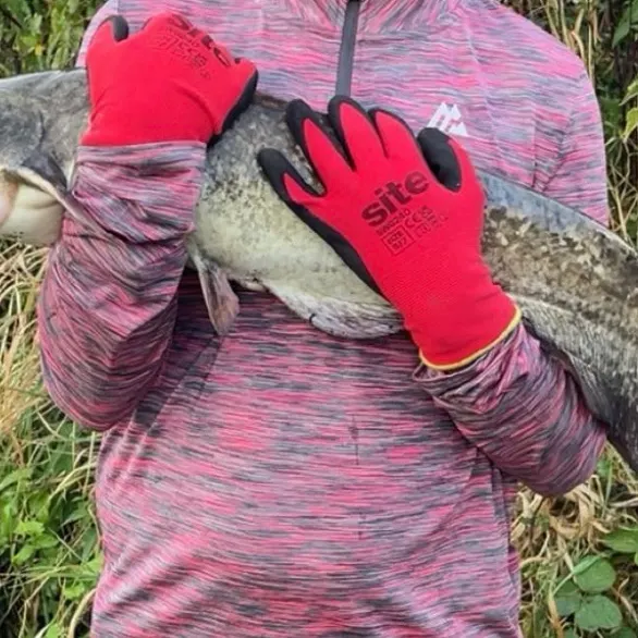 The most recent Amur catfish catches on Fishbrain