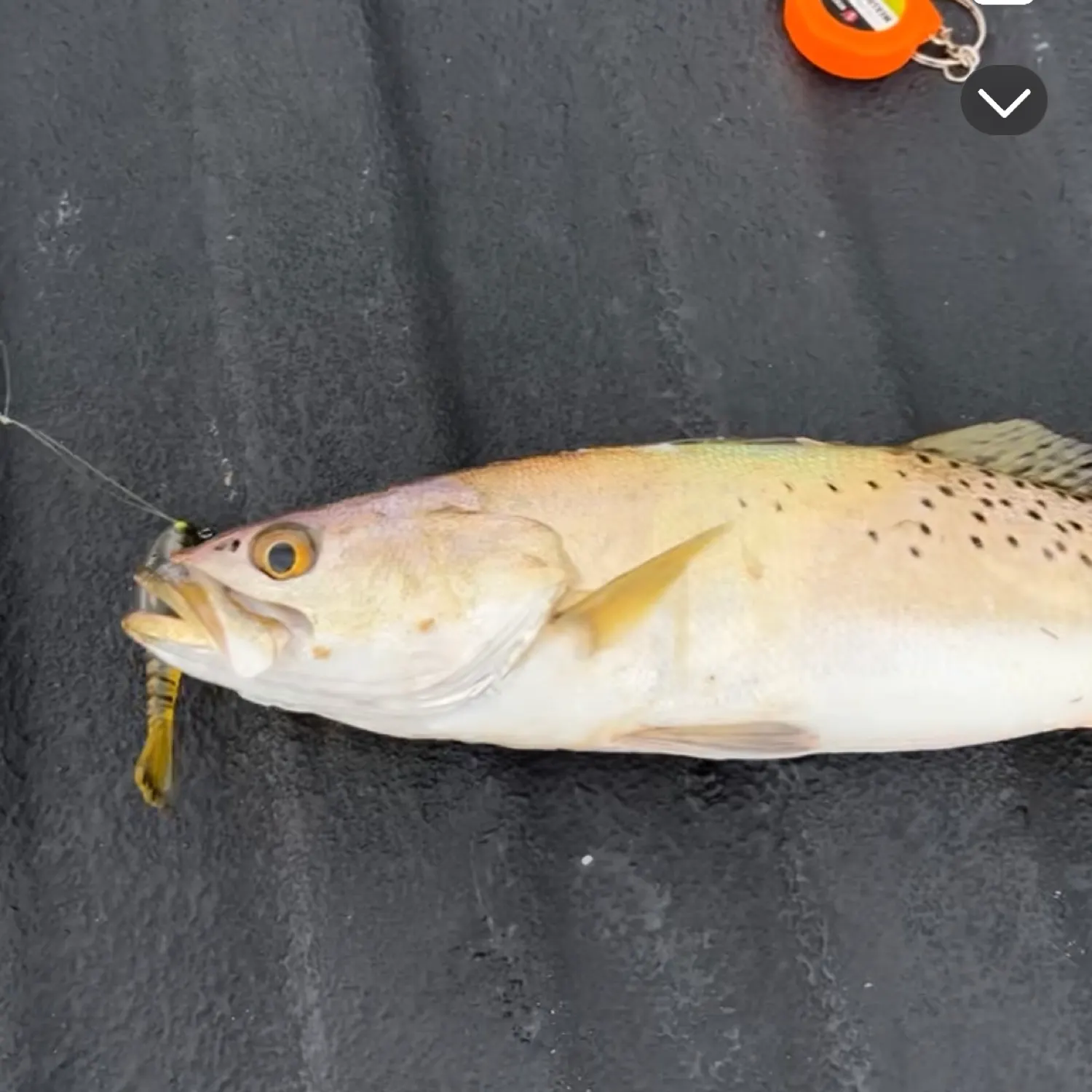 Spotted seatrout caught on Fishbrain