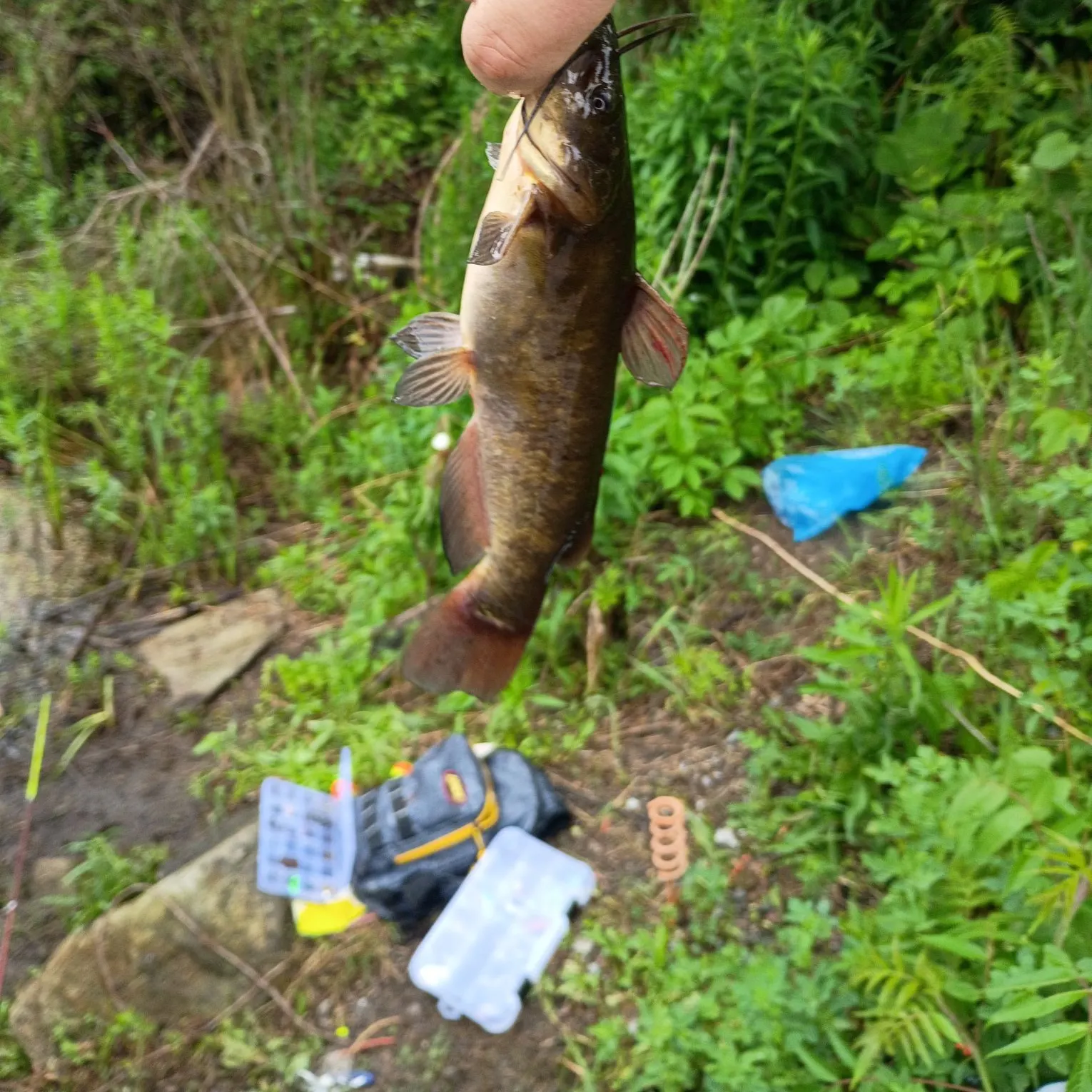catch