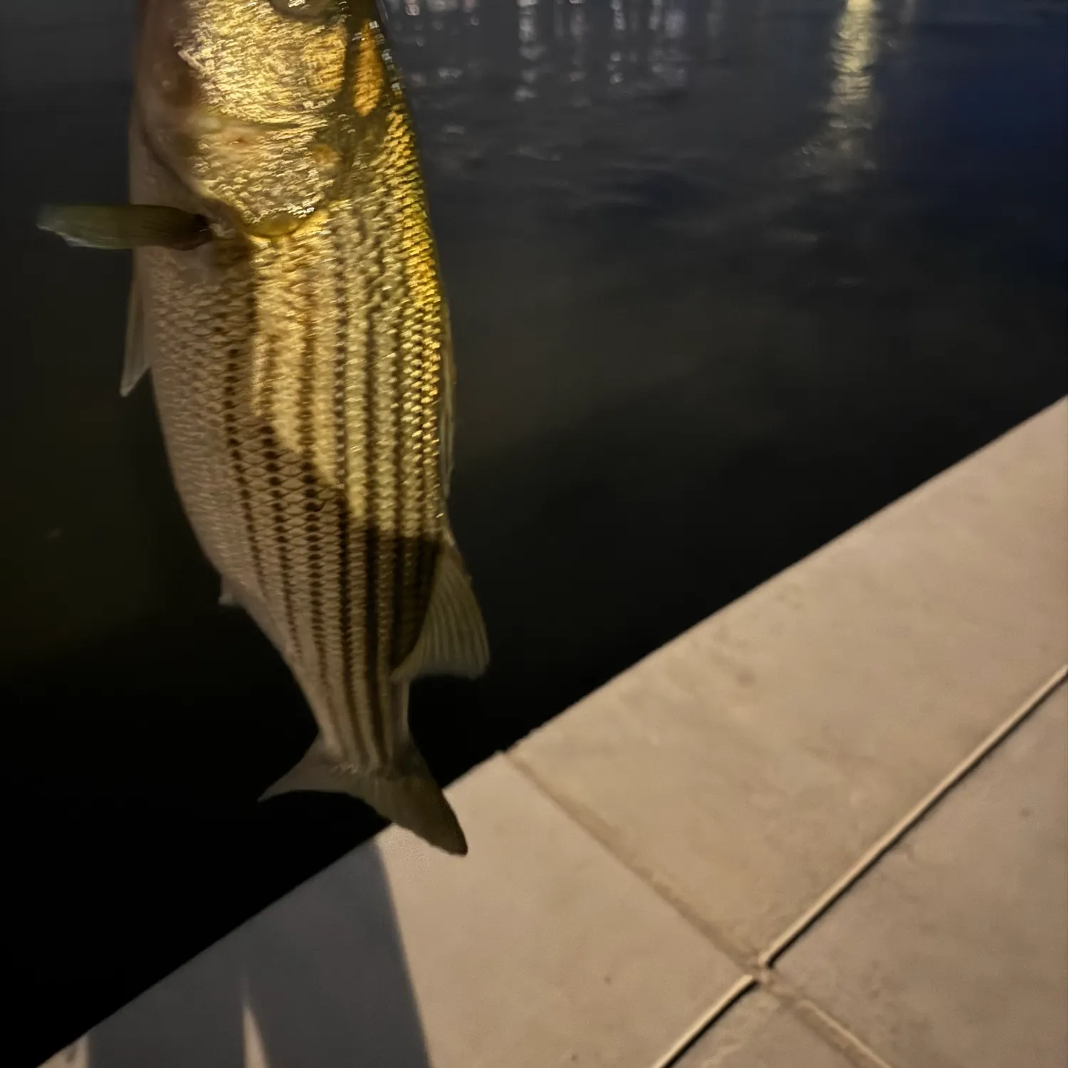Striped bass caught on Fishbrain