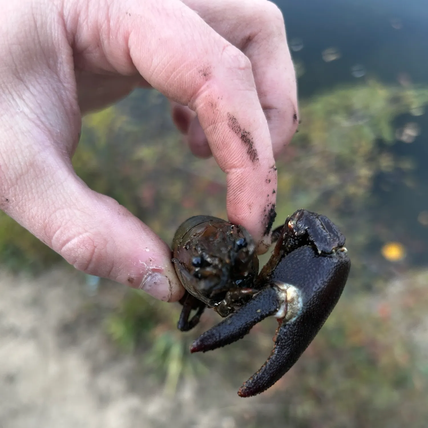Northern clearwater crayfish caught on Fishbrain