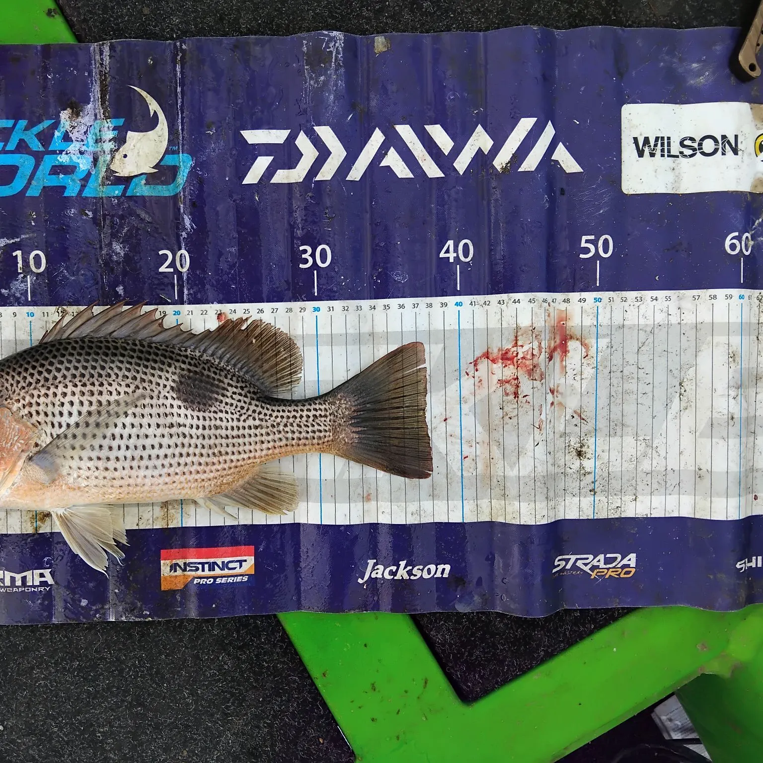The most recent John's snapper catches on Fishbrain