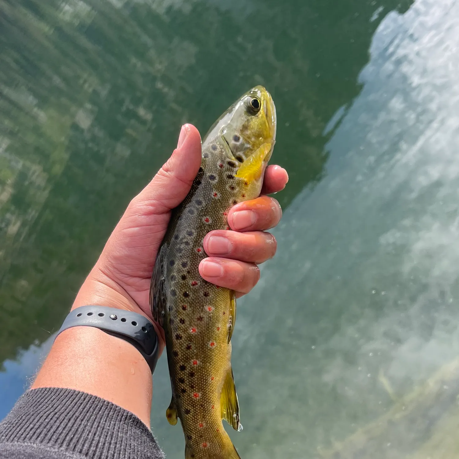 Brown trout caught on Fishbrain