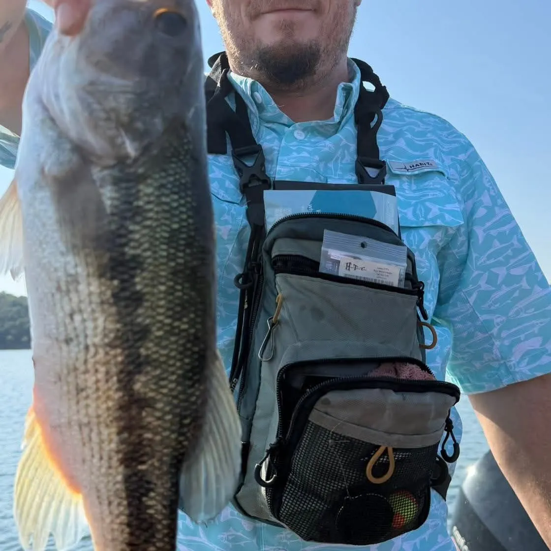 Spotted bass caught on Fishbrain