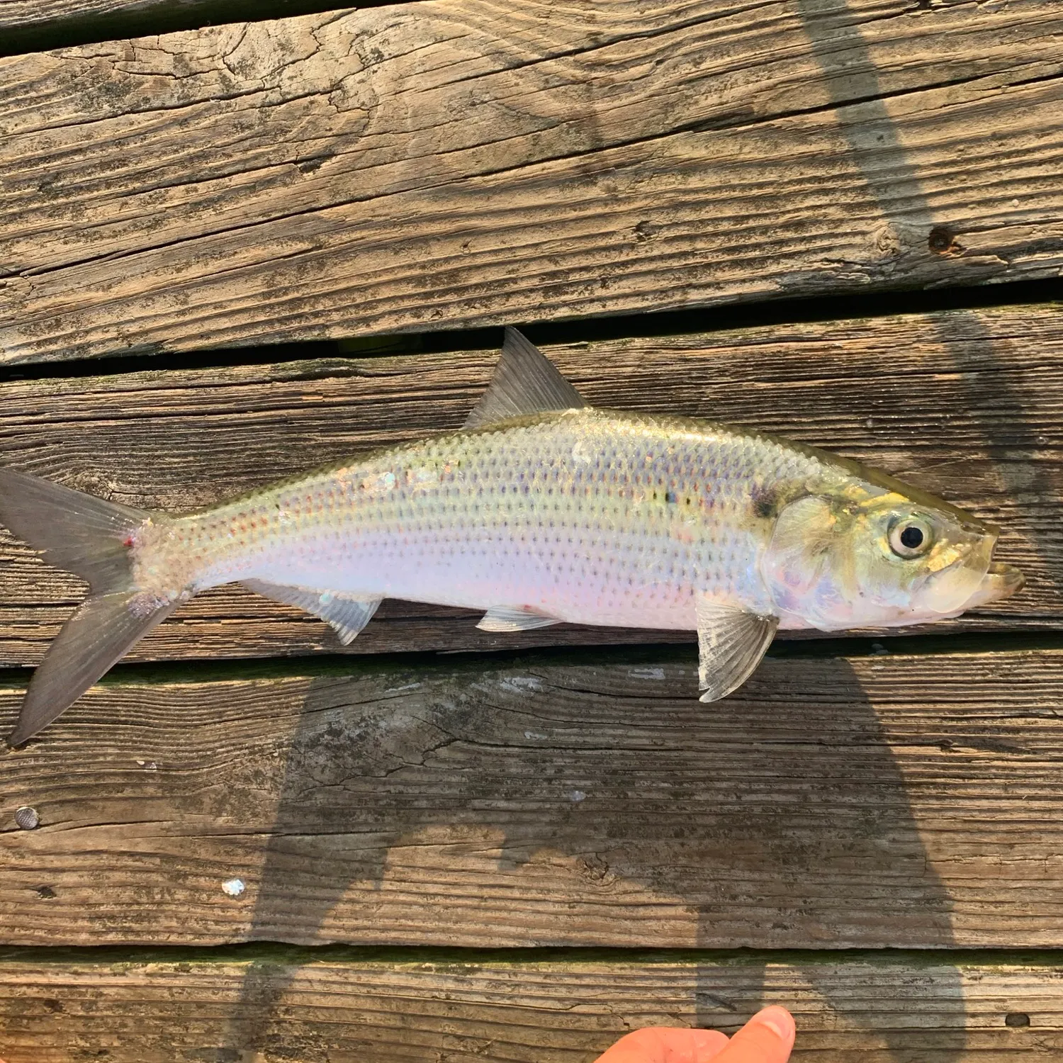 The most recent Hickory shad catches on Fishbrain