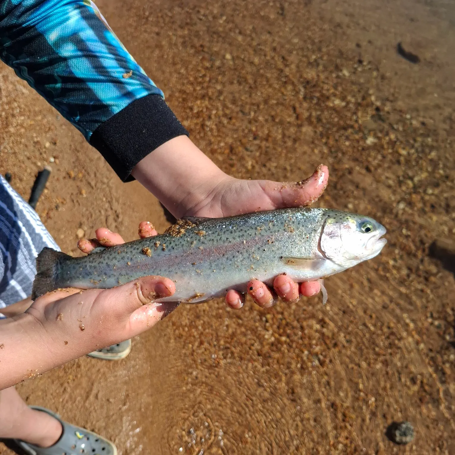 Rainbow trout caught on Fishbrain