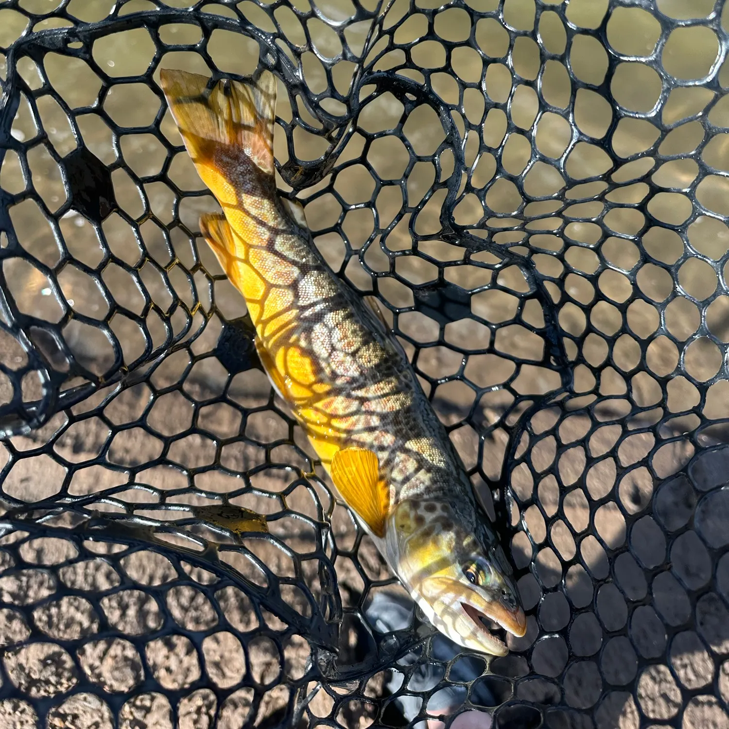 Tiger trout caught on Fishbrain