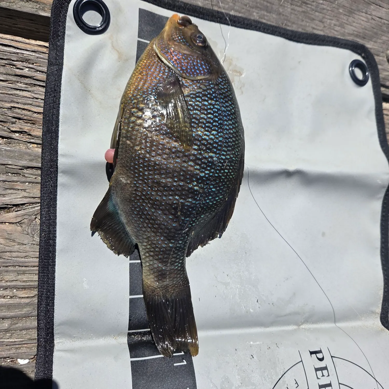 The most recent Black perch catches on Fishbrain
