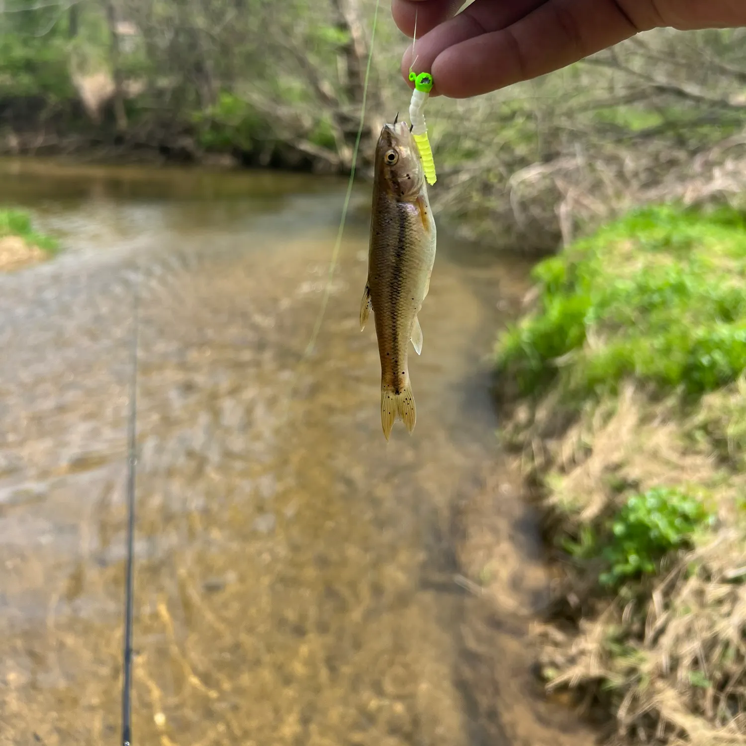 The most recent Creek chub catches on Fishbrain