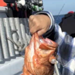 Vermilion rockfish caught on Fishbrain