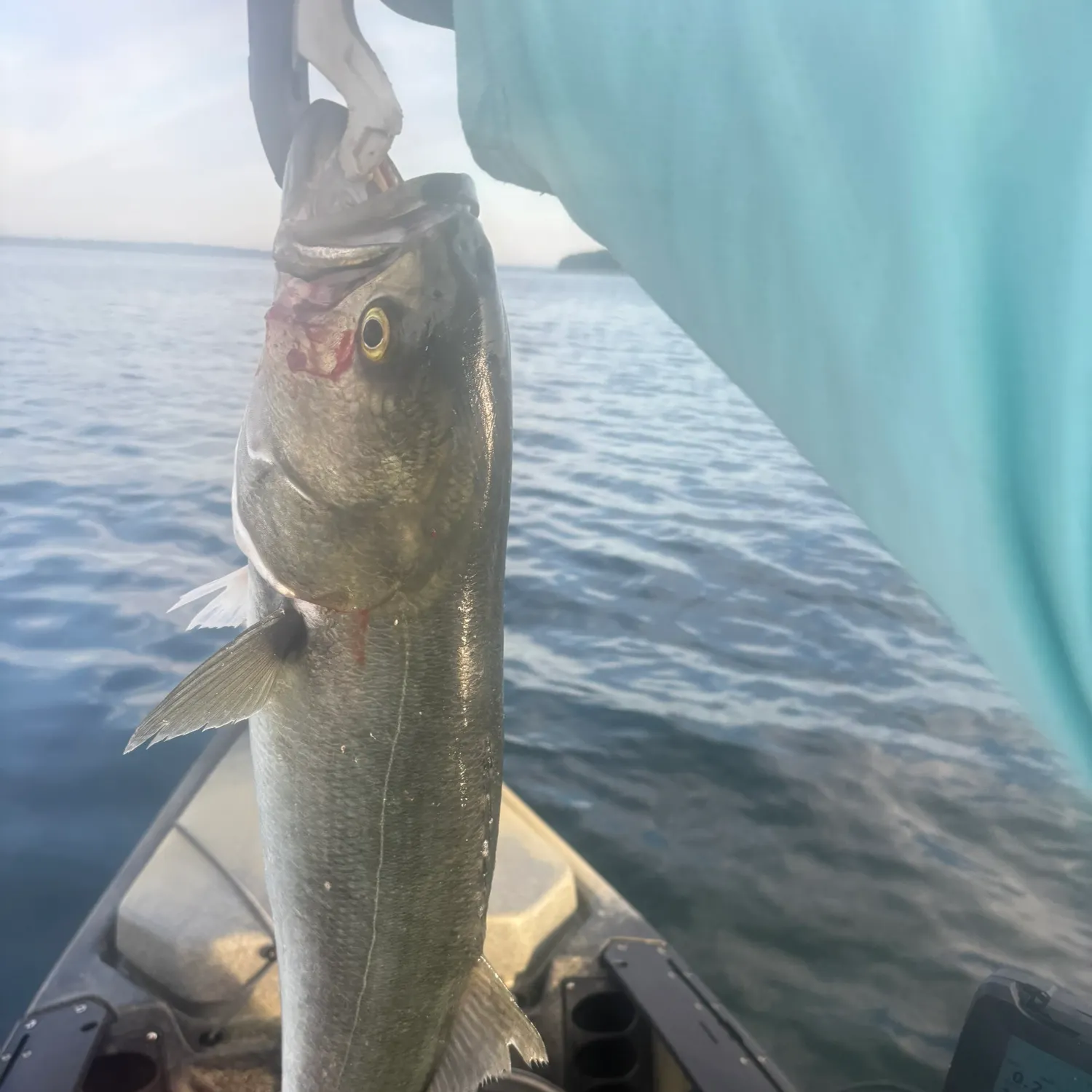 Bluefish caught on Fishbrain