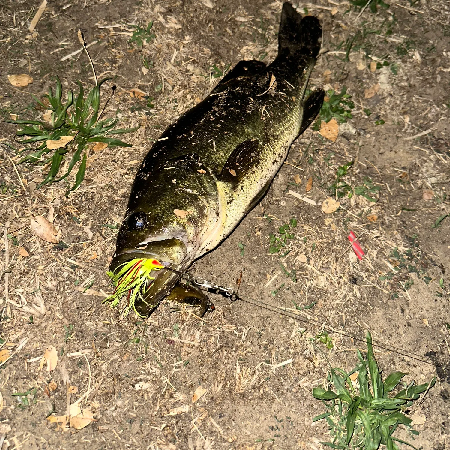 Largemouth bass caught on Fishbrain
